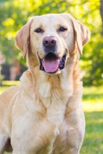 Pet photo