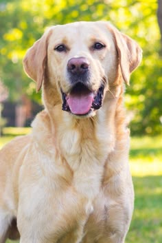 Pet photo