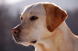 Pet photo
