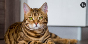 Adoption Brown Cat - dwarka