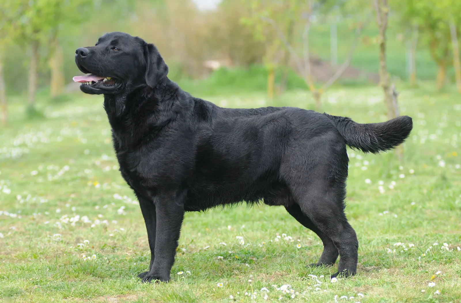 Found Black Dog – sector-62