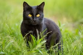 Missing Black Cat – indirapuram