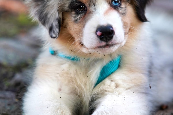 Adopt: Golden Retriever Puppies (3 months)