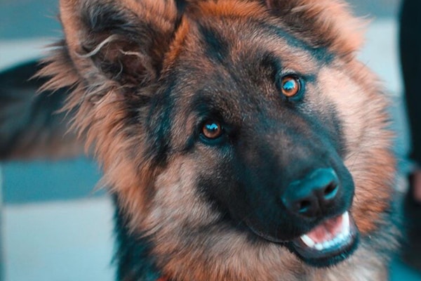 Pet photo
