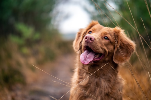 Adopt: Desi Indian Puppy — Fully Vaccinated