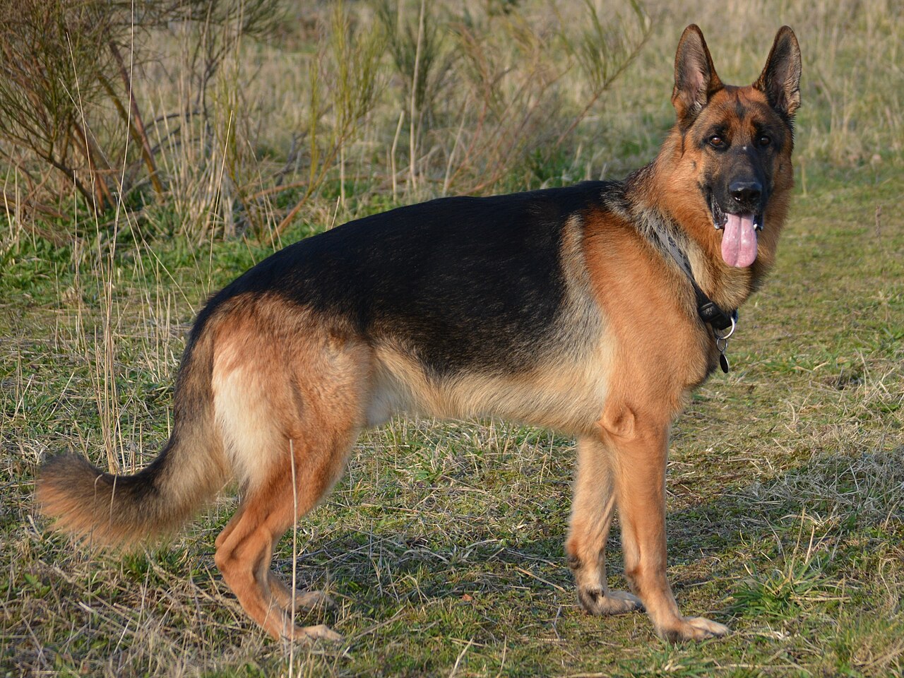 Relocation Brown Dog – indirapuram