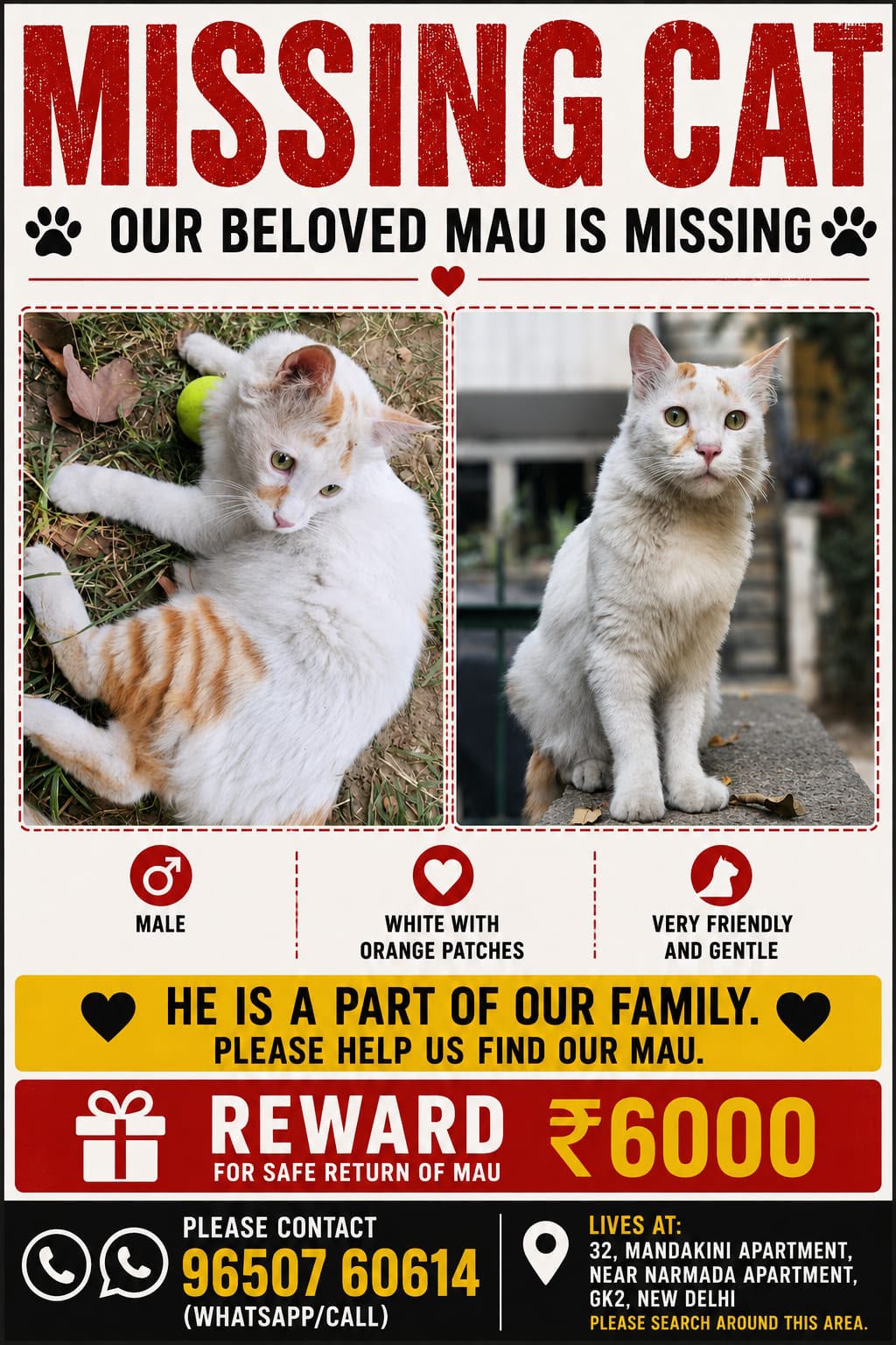 Missing Mixed Cat – pitampura
