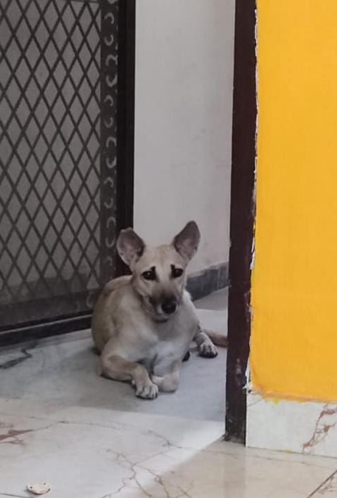 Missing White Dog - janakpuri
