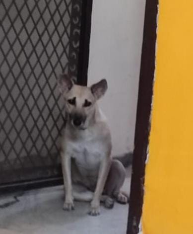 Pet photo