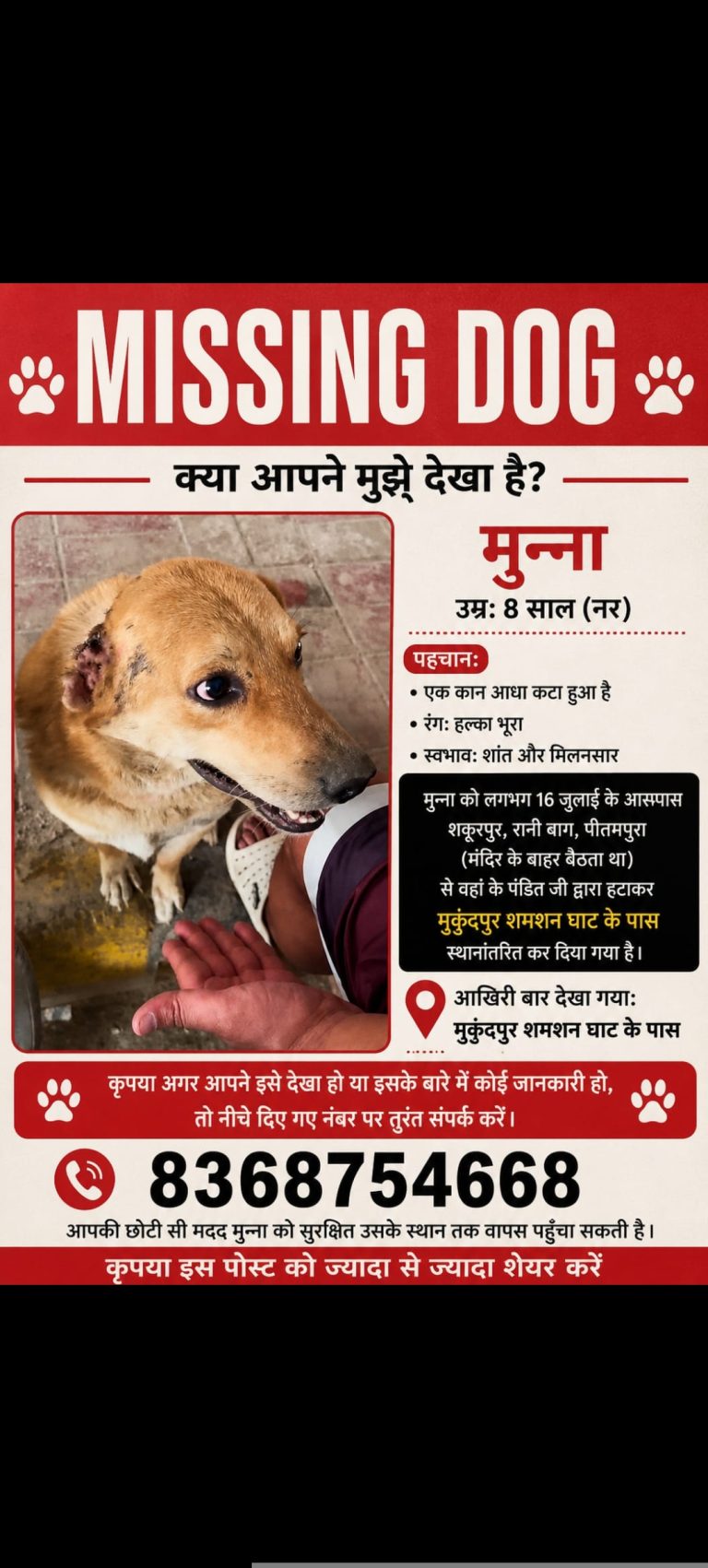 Relocation Brown Dog - pitampura