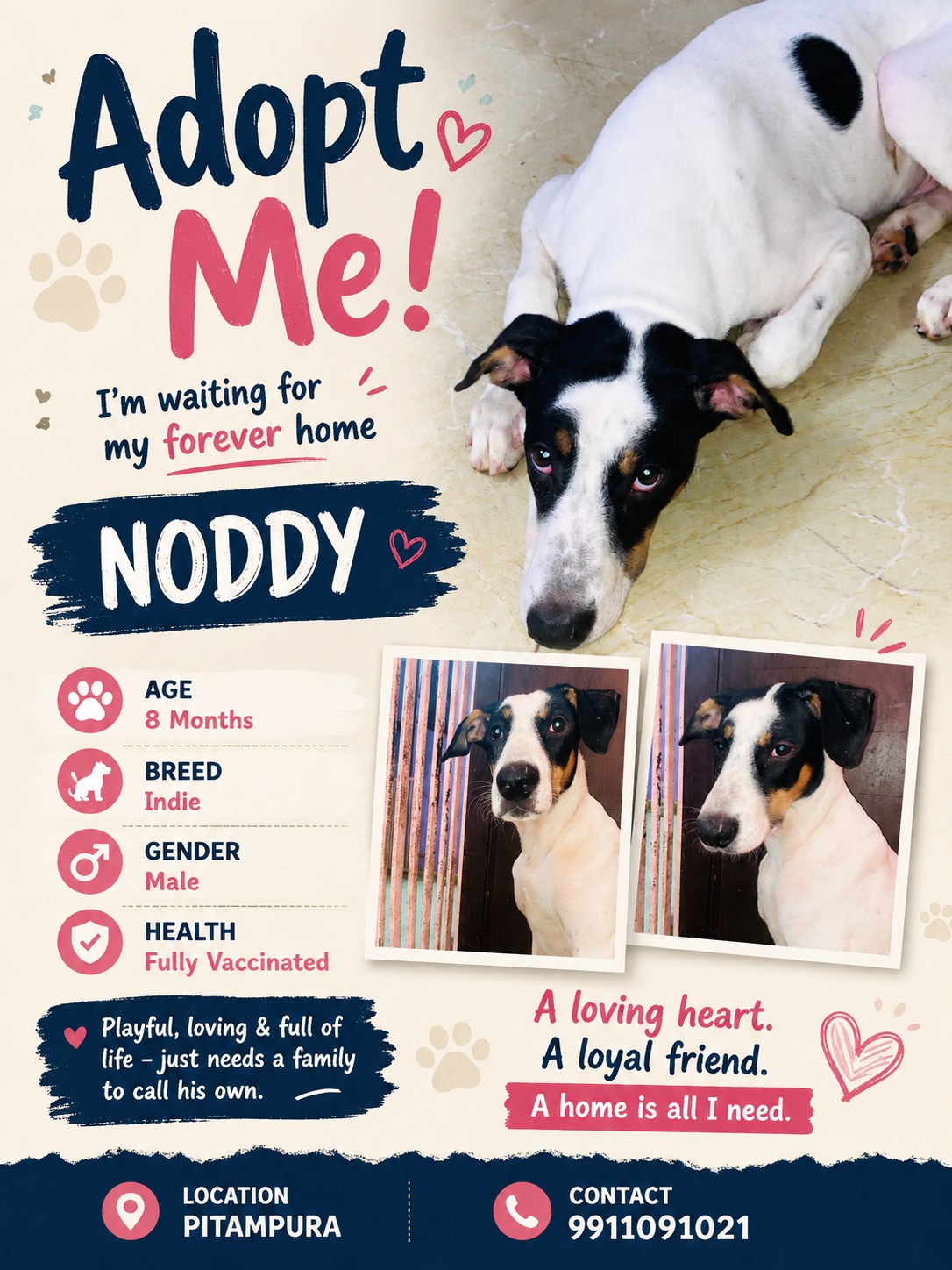 Adoption Mixed Dog – pitampura