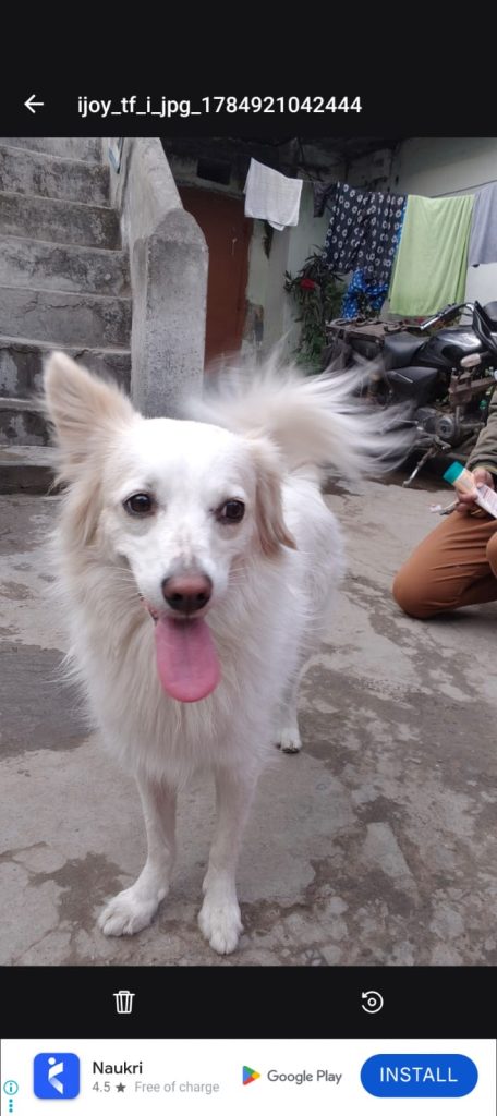 Pet photo