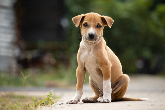 Found Brown Dog - indirapuram