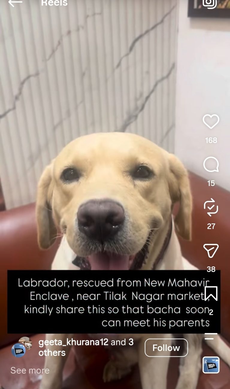 Found Cream Dog