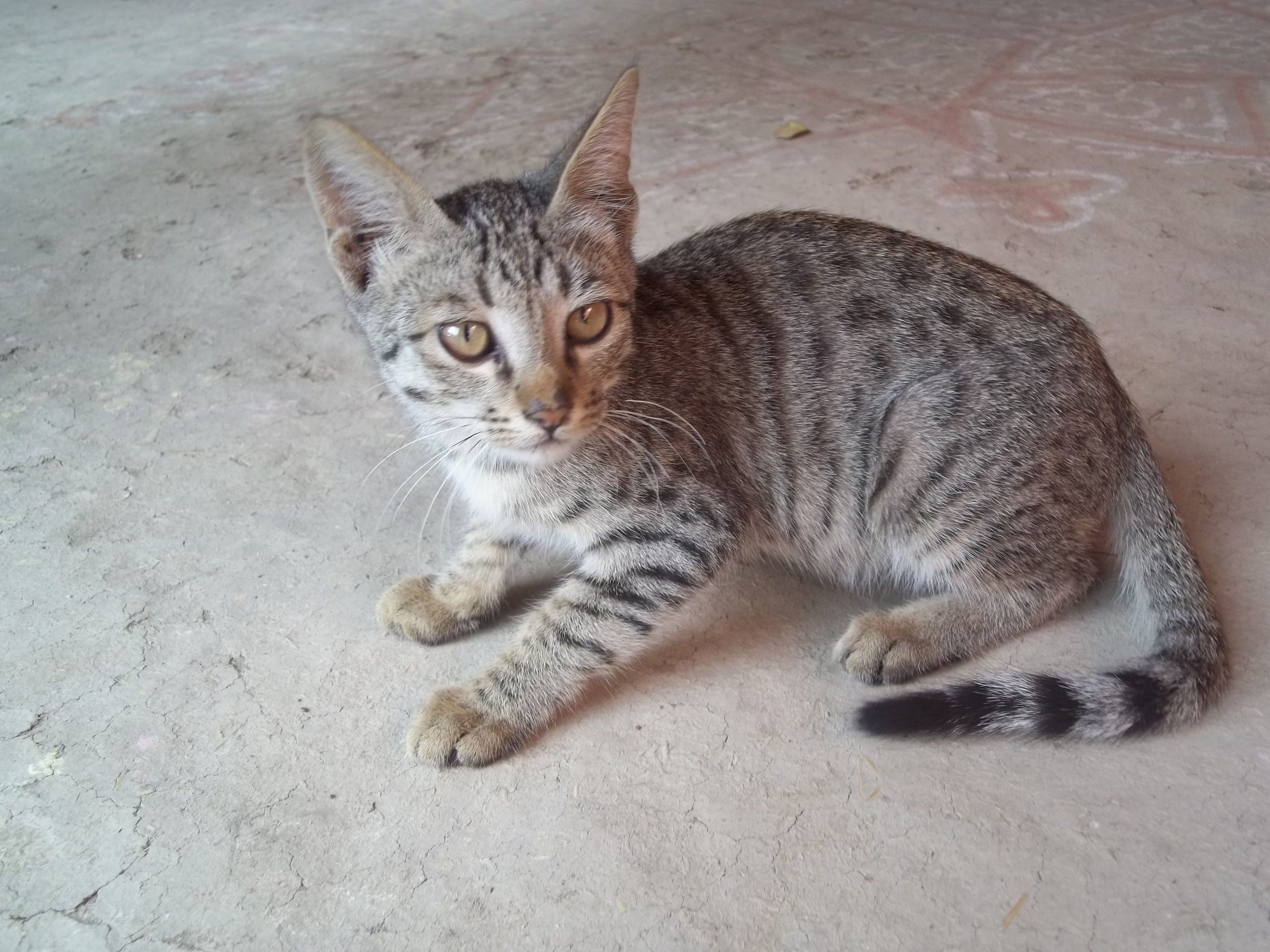 Missing Grey Cat