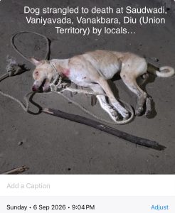 Found Dog