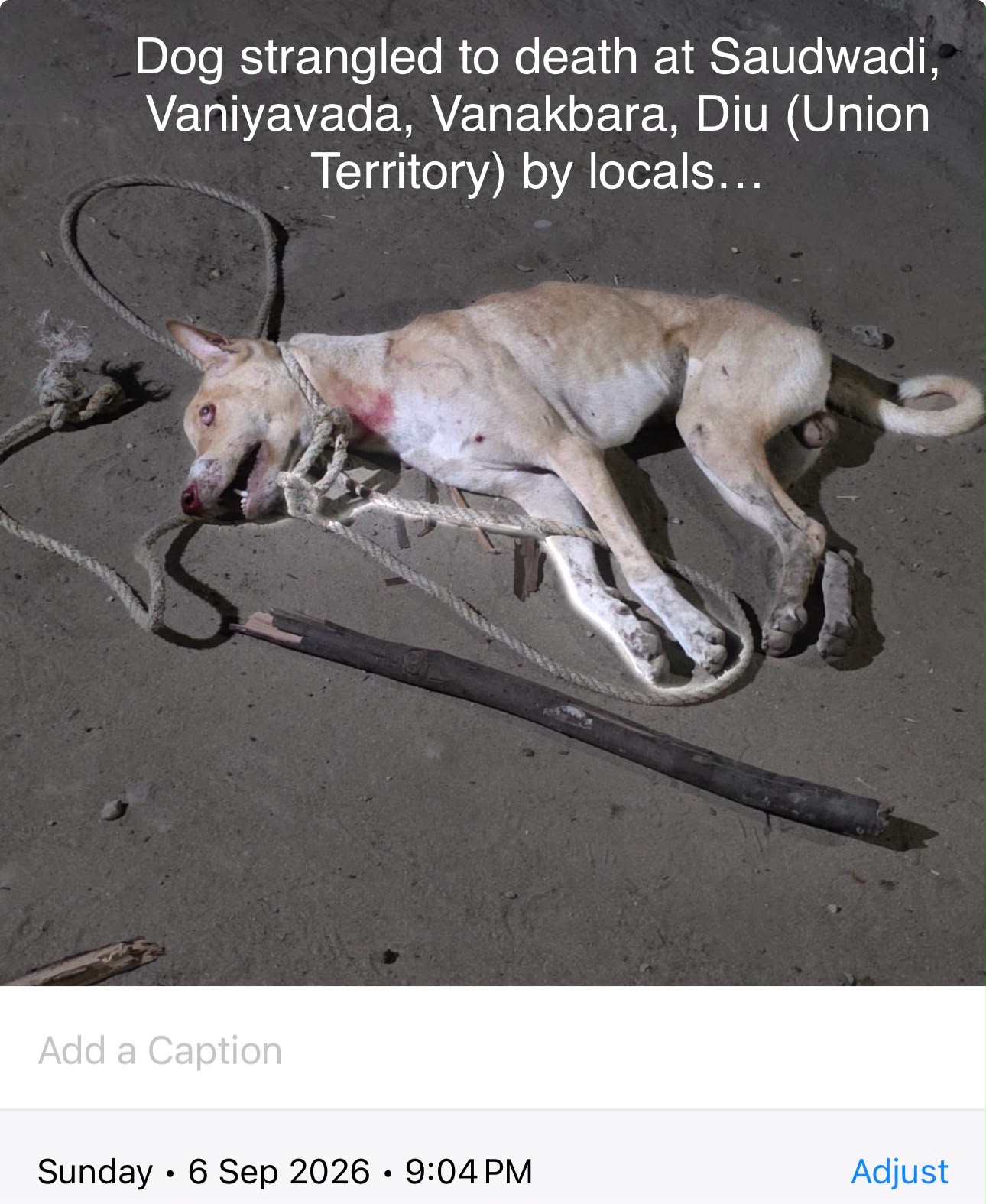 Found Dog