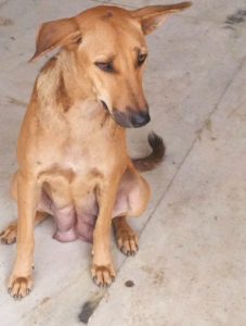 Pet photo