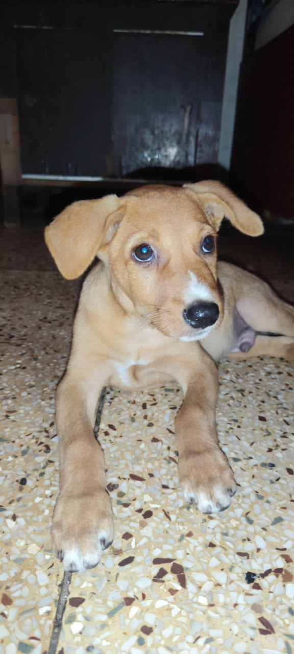 Missing Brown Dog