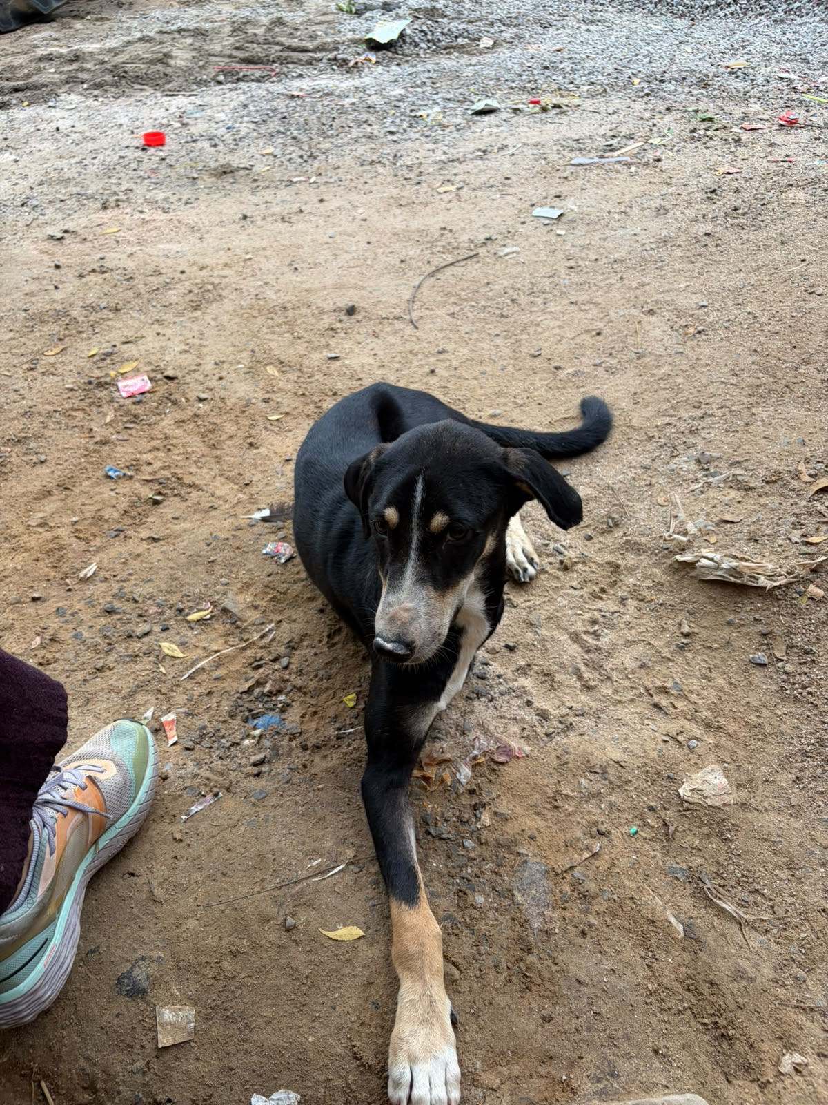Found Dog – sector 62