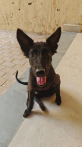 Missing Black Dog - sector 53
