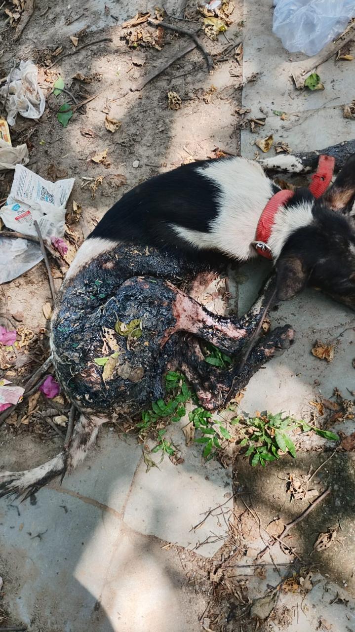 Missing Dog